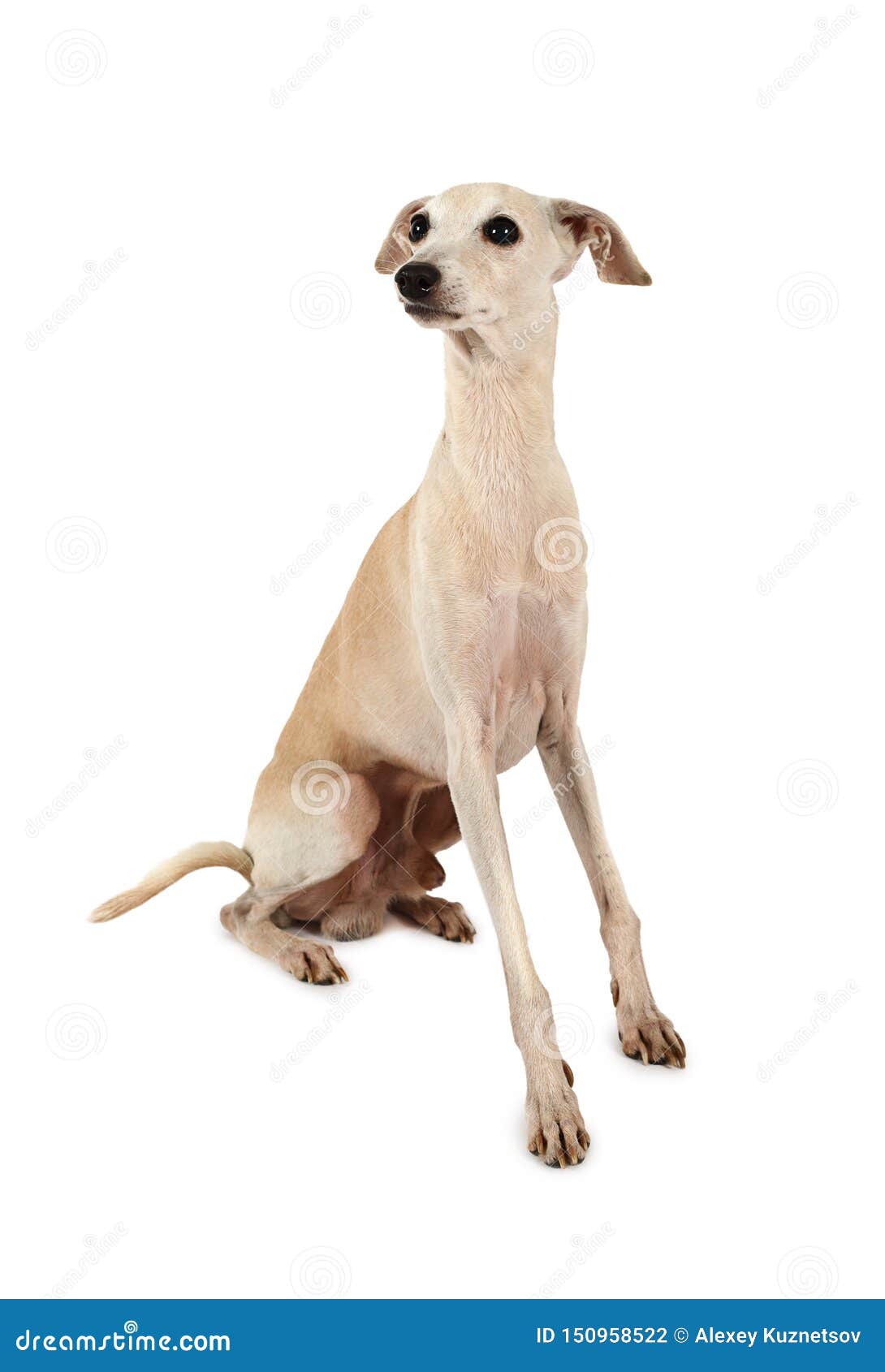 italian greyhound dogÃÂ  on a white